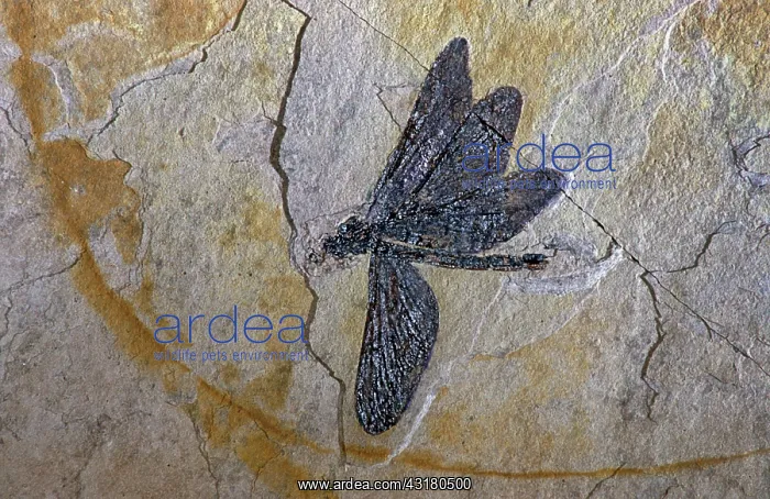 : Cretaceous Dragonfly Fossil : Cretaceous Dragonfly Fossil