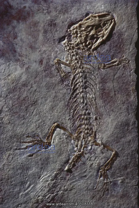: Cretaceous Lizard : Cretaceous Lizard