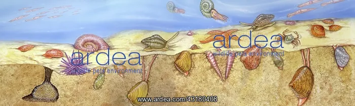 : Cretaceous Marine scene : Cretaceous Marine scene