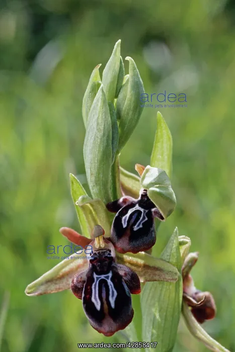 : CRETAN BEE ORCHID : CRETAN BEE ORCHID
