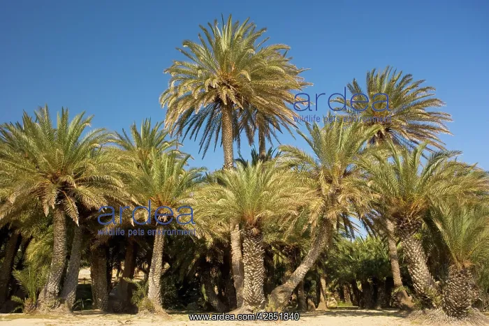 : Cretan Date Palm : Cretan Date Palm