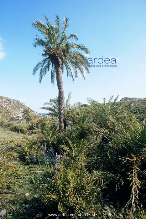 : Cretan / European PALM : Cretan / European PALM
