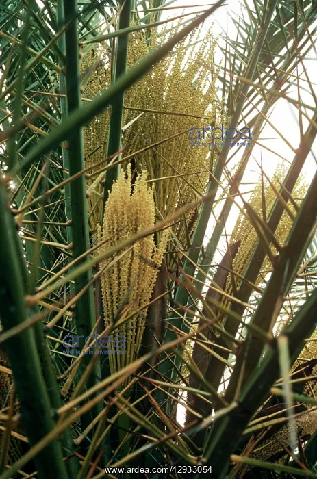 : Cretan / European PALM - In flower : Cretan / European PALM - In flower