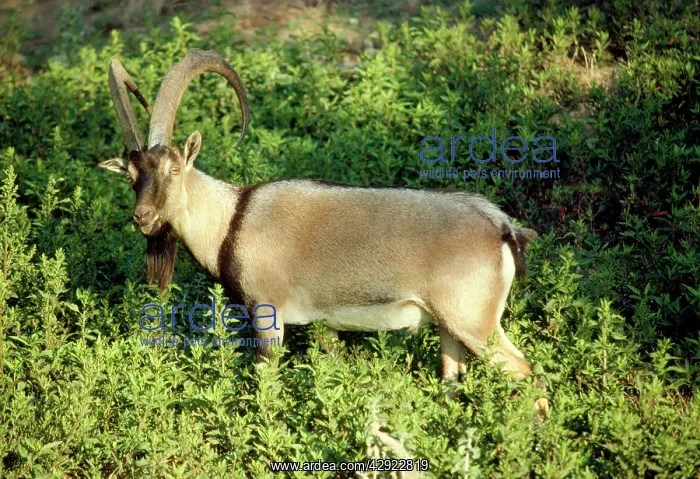 : Cretan Goat / Kri-kri - male : Cretan Goat / Kri-kri - male