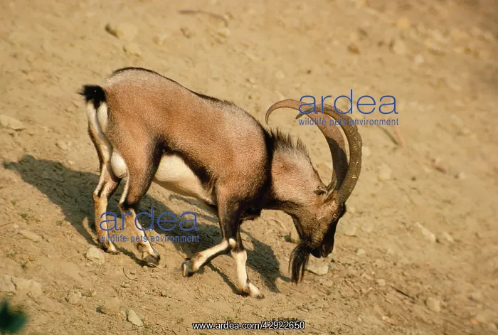 : CRETAN WILD GOAT : CRETAN WILD GOAT