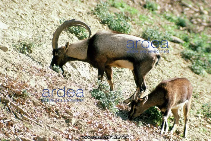 : Cretan Wild Goat - male & female pair : Cretan Wild Goat - male & female pair