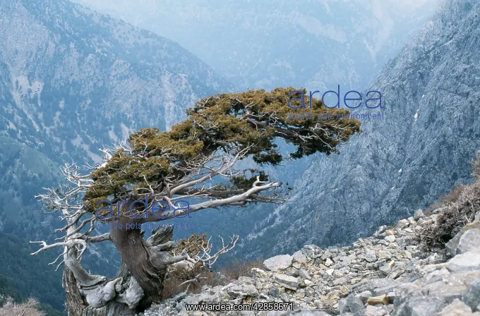 : CRETE - Ancient wind sculpted tree, Italian Cypress : CRETE - Ancient wind sculpted tree, Italian Cypress