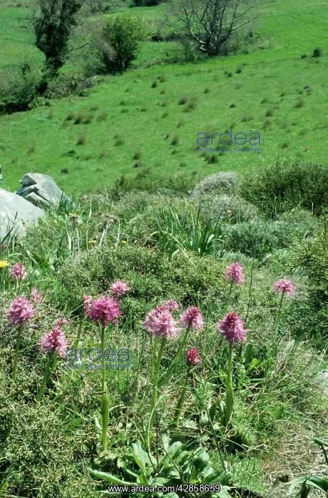 : CRETE - Orchids at 700 meters : CRETE - Orchids at 700 meters