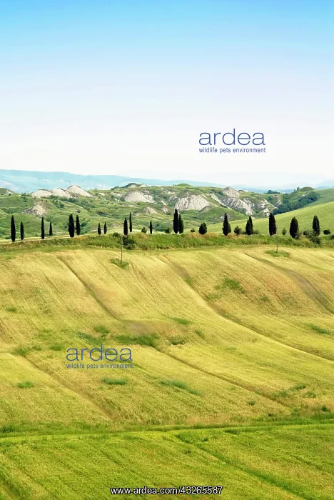: Crete senesi area, near Asciano, Siena Province : Crete senesi area, near Asciano, Siena Province