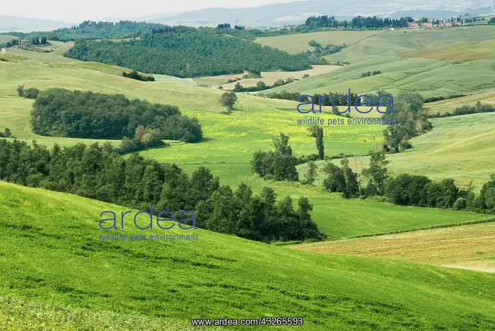 : Crete senesi area, near Asciano, Siena Province : Crete senesi area, near Asciano, Siena Province