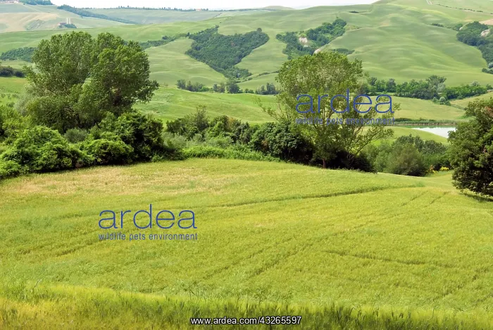  : Crete senesi area, near Asciano, Siena Province