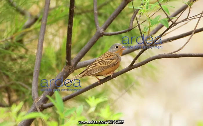  : CretzschmarIs Bunting - adult male, May