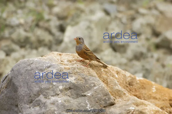 : CretzschmarIs Bunting - adult male, May : CretzschmarIs Bunting - adult male, May