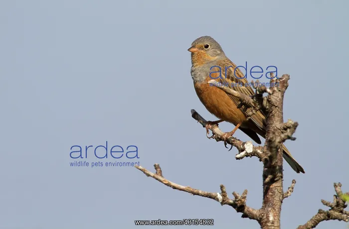 : Cretzschmar's Bunting : Cretzschmar's Bunting