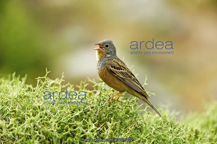 : Cretzschmar's Bunting : Cretzschmar's Bunting