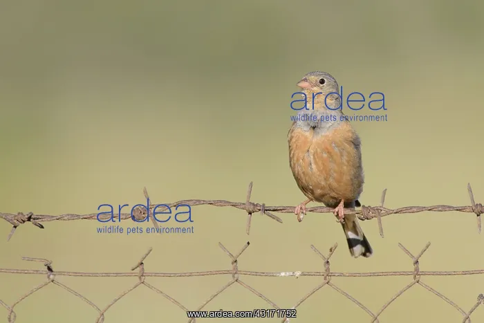 : Cretzschmar's Bunting : Cretzschmar's Bunting