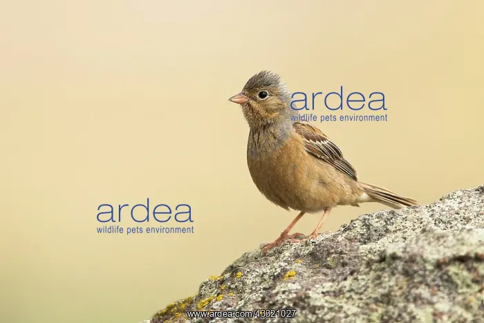 : Cretzschmar's Bunting : Cretzschmar's Bunting
