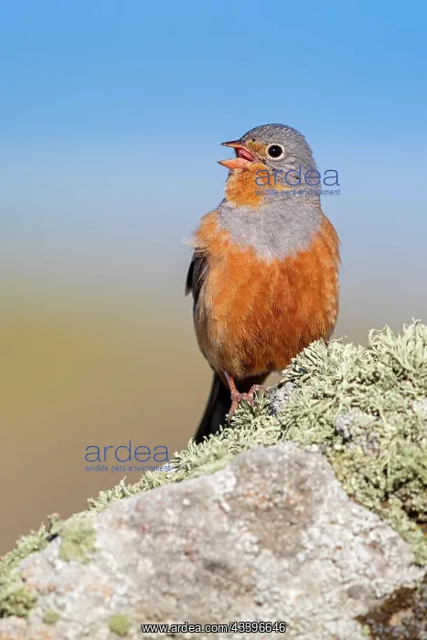 : Cretzschmar's bunting (Emberiza caesia), Greece : Cretzschmar's bunting (Emberiza caesia), Greece