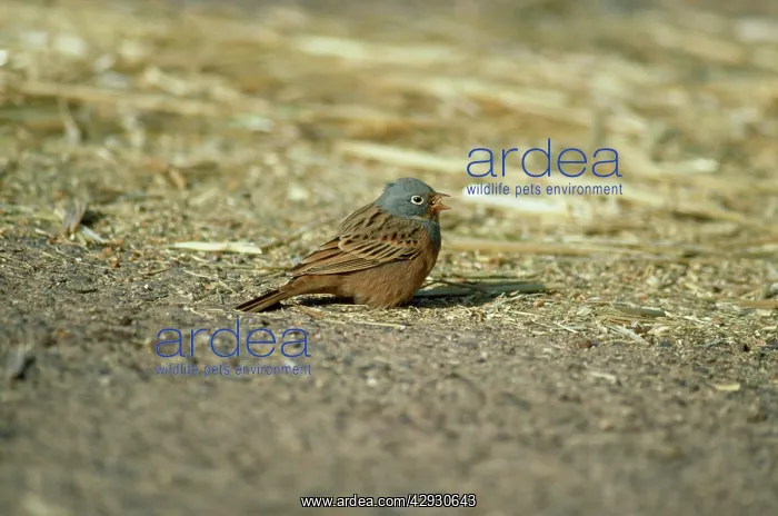  : Cretzschmar's Bunting - male with seed in beak