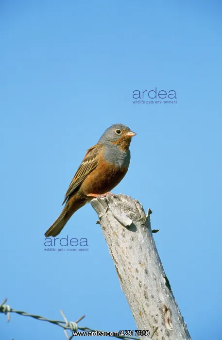 : CRETZSCHMAR'S BUNTING ON POST : CRETZSCHMAR'S BUNTING ON POST