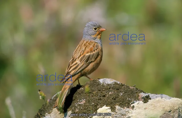 : CRETZSCHMAR'S BUNTING ON ROCK : CRETZSCHMAR'S BUNTING ON ROCK