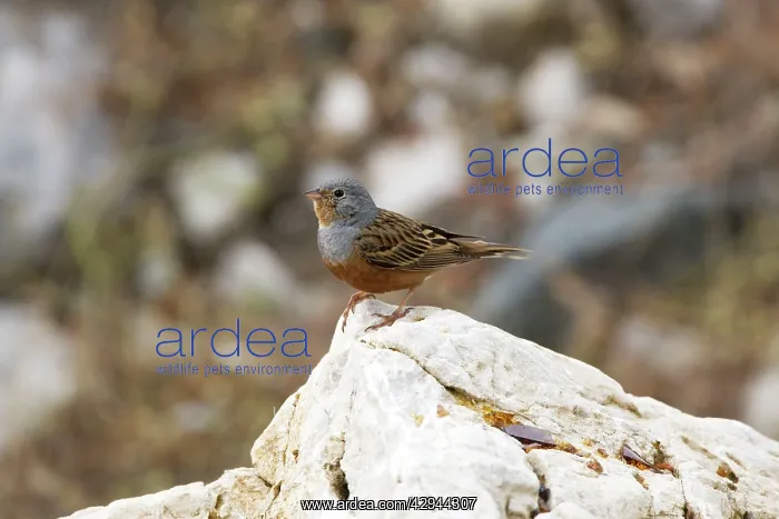 : Cretzschmar's Bunting - On rock : Cretzschmar's Bunting - On rock