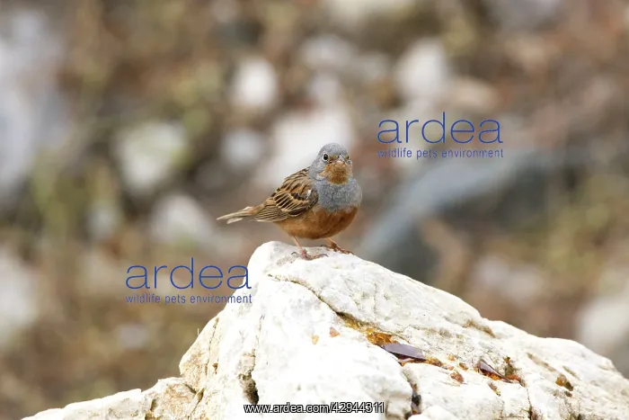 : Cretzschmar's Bunting - On rock : Cretzschmar's Bunting - On rock
