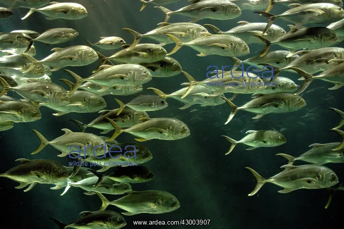 : Crevalle / Common Jack / Black-tailed Trevally : Crevalle / Common Jack / Black-tailed Trevally