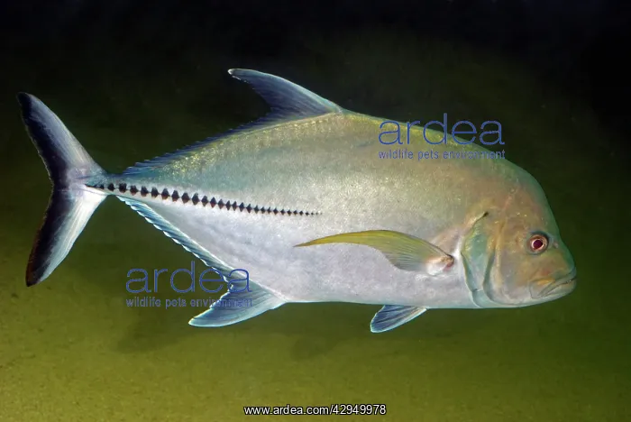 : Crevalle Jack - Atlantic costal waters : Crevalle Jack - Atlantic costal waters
