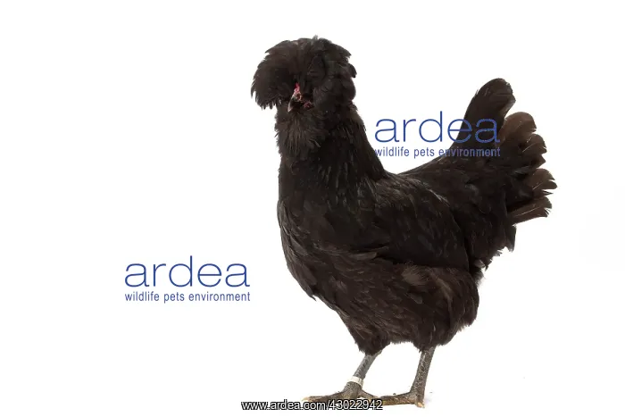 : Crevecoeur Chicken Hen : Crevecoeur Chicken Hen