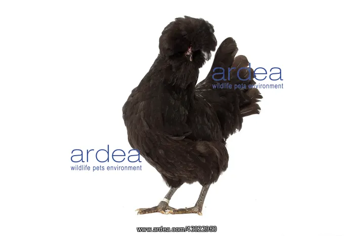 : Crevecoeur Chicken Hen : Crevecoeur Chicken Hen