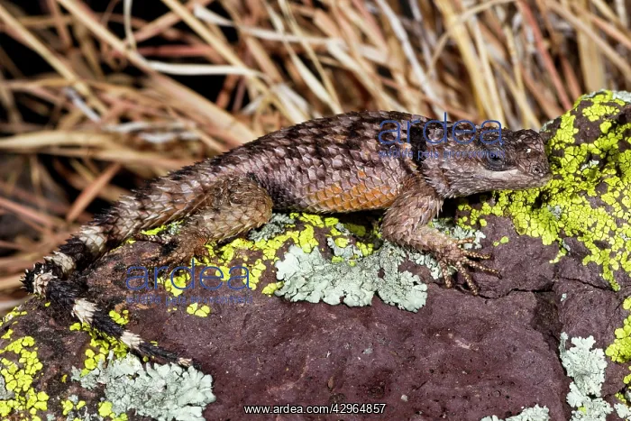 : Crevice Spiny Lizard - endemic to the Chihuahuan : Crevice Spiny Lizard - endemic to the Chihuahuan