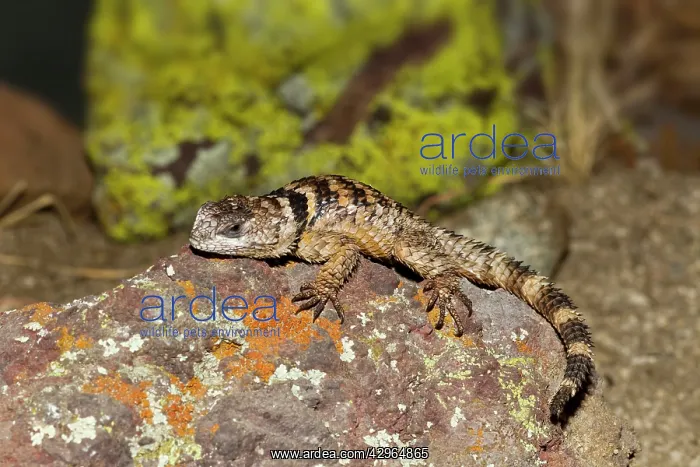 : Crevice Spiny Lizard - endemic to the Chihuahuan : Crevice Spiny Lizard - endemic to the Chihuahuan