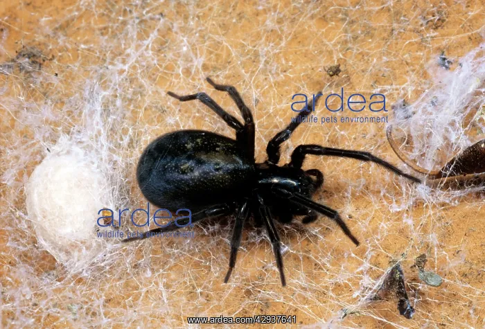 : Cribellate Spider / Black Lace-weaver - Female : Cribellate Spider / Black Lace-weaver - Female