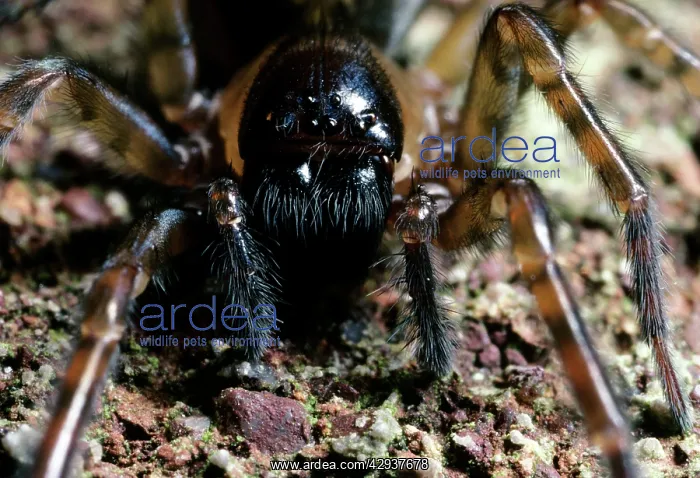 : Cribellate Spider - close up of face : Cribellate Spider - close up of face