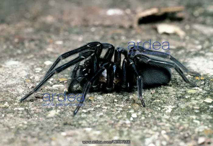 : Cribellate Spider - female : Cribellate Spider - female