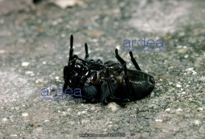 : Cribellate Spider - female - playing dead : Cribellate Spider - female - playing dead