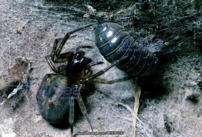 : Cribellate Spider - female with prey : Cribellate Spider - female with prey