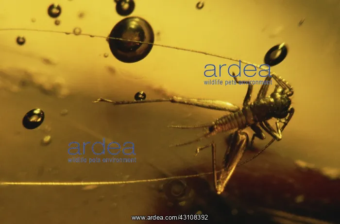 : Cricket in Amber : Cricket in Amber