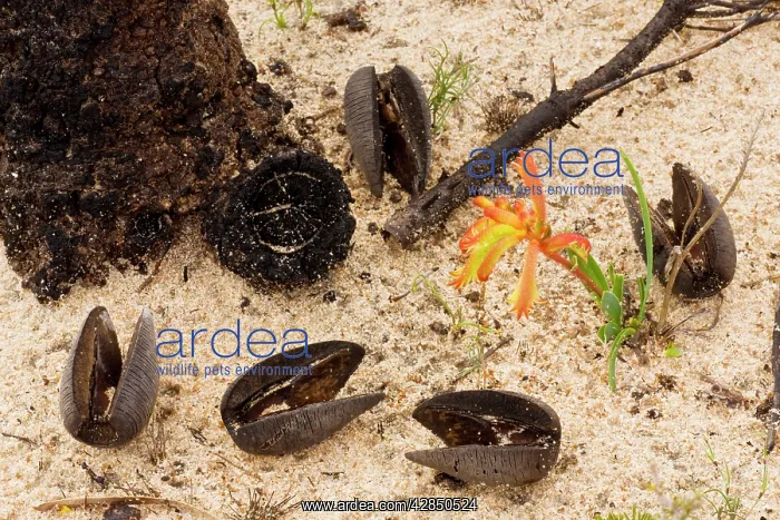 : Cricket-ball Hakea - fruits; with Common Catspaw : Cricket-ball Hakea - fruits; with Common Catspaw
