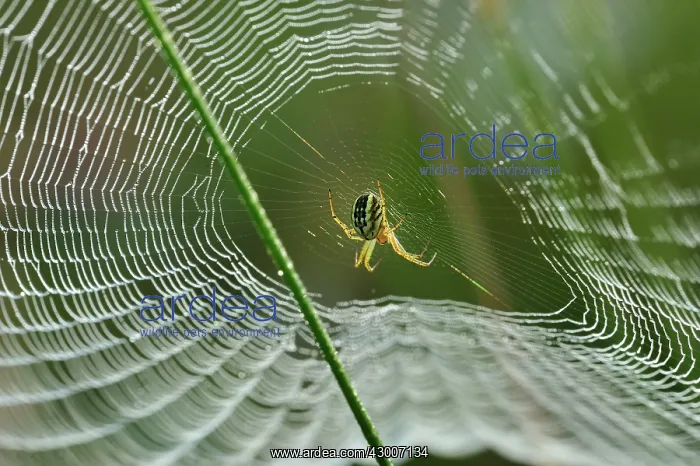 : Cricket Bat Orb Weaver spiderweb dew : Cricket Bat Orb Weaver spiderweb dew