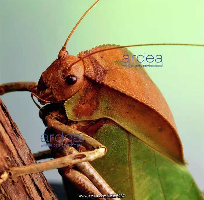  : Cricket - close-up of head