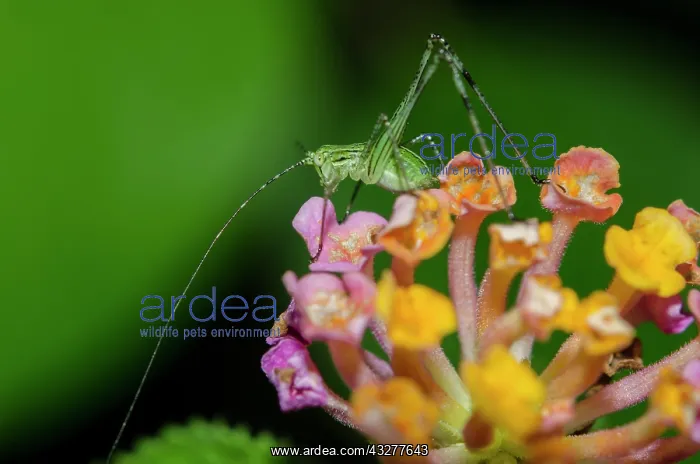 : Cricket on flower - West Bali National Park, near Menjangan : Cricket on flower - West Bali National Park, near Menjangan