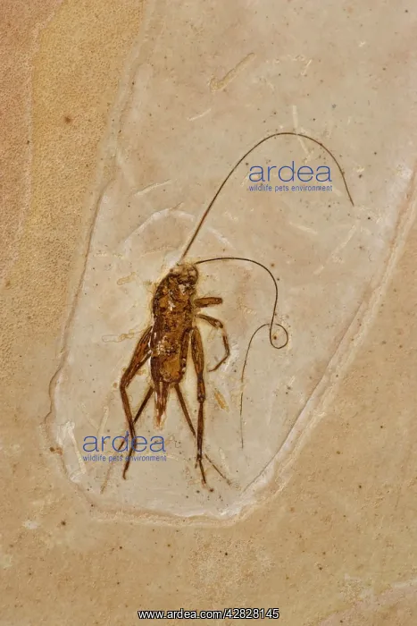 : Cricket Fossil : Cricket Fossil