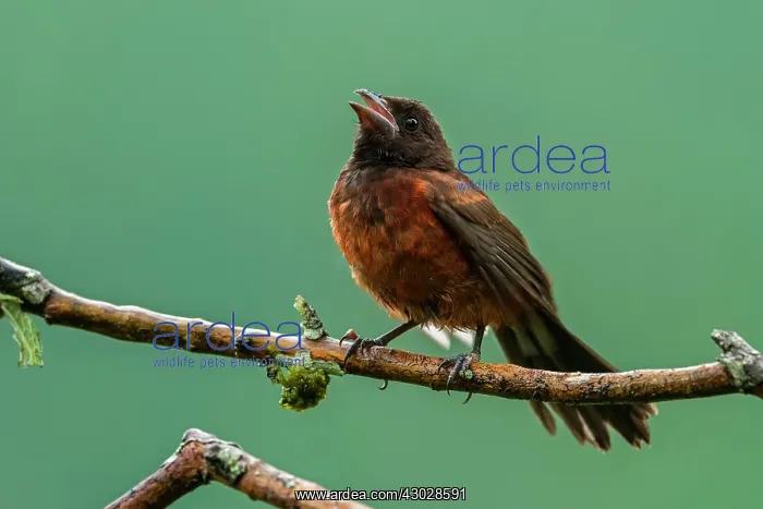  : Crimson-backed Tanager, female, Cueva de los Guacharos