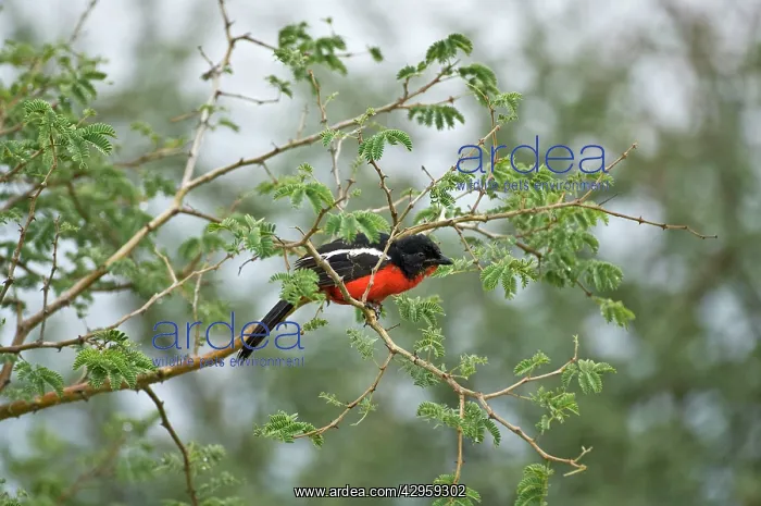 : Crimson Boubou / Crimson Breasted Shrike - On branch : Crimson Boubou / Crimson Breasted Shrike - On branch