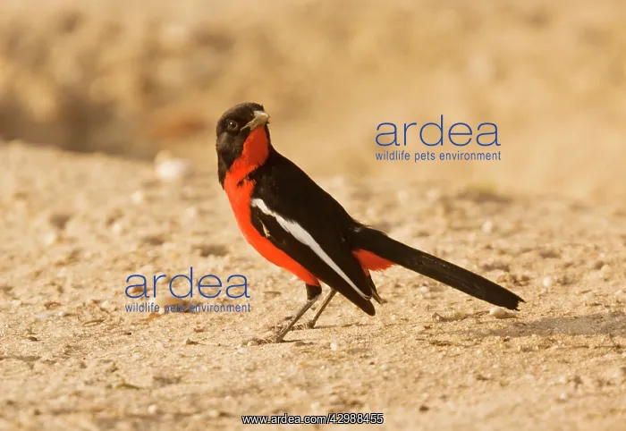  : Crimson-breasted Boubou  /  Shrike. feeding on