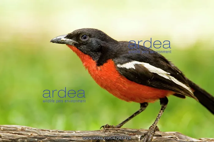 : Crimson Breasted Shrike : Crimson Breasted Shrike