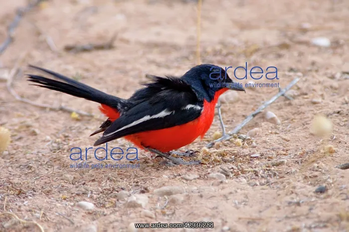 : Crimson-breasted Shrike - Adult foraging on ground : Crimson-breasted Shrike - Adult foraging on ground