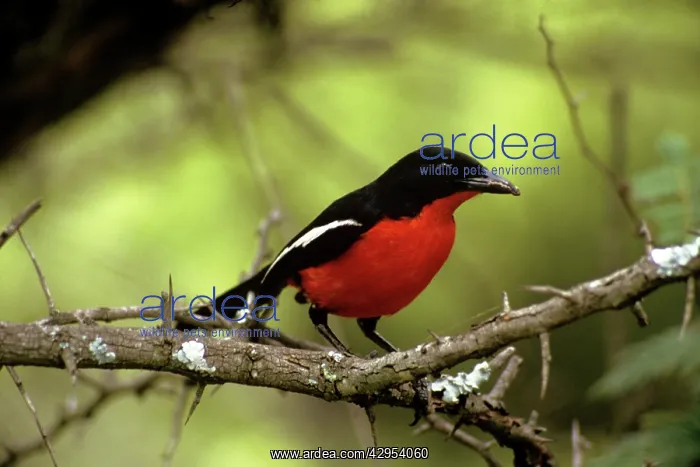 : Crimson Breasted Shrike - male : Crimson Breasted Shrike - male